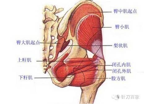 下肢,臀部疼痛的部位在腰腿痛诊断要点(3)