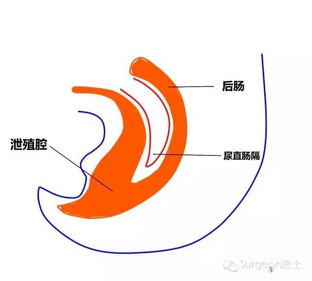 图解--- 从泄殖腔演变看邓氏筋膜到底是一层还是两层