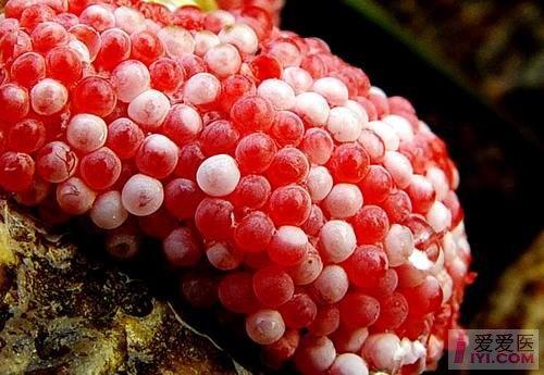 【注意】健康饮食 广州管圆线虫病可防也可治---强烈建议斑竹建立寄生