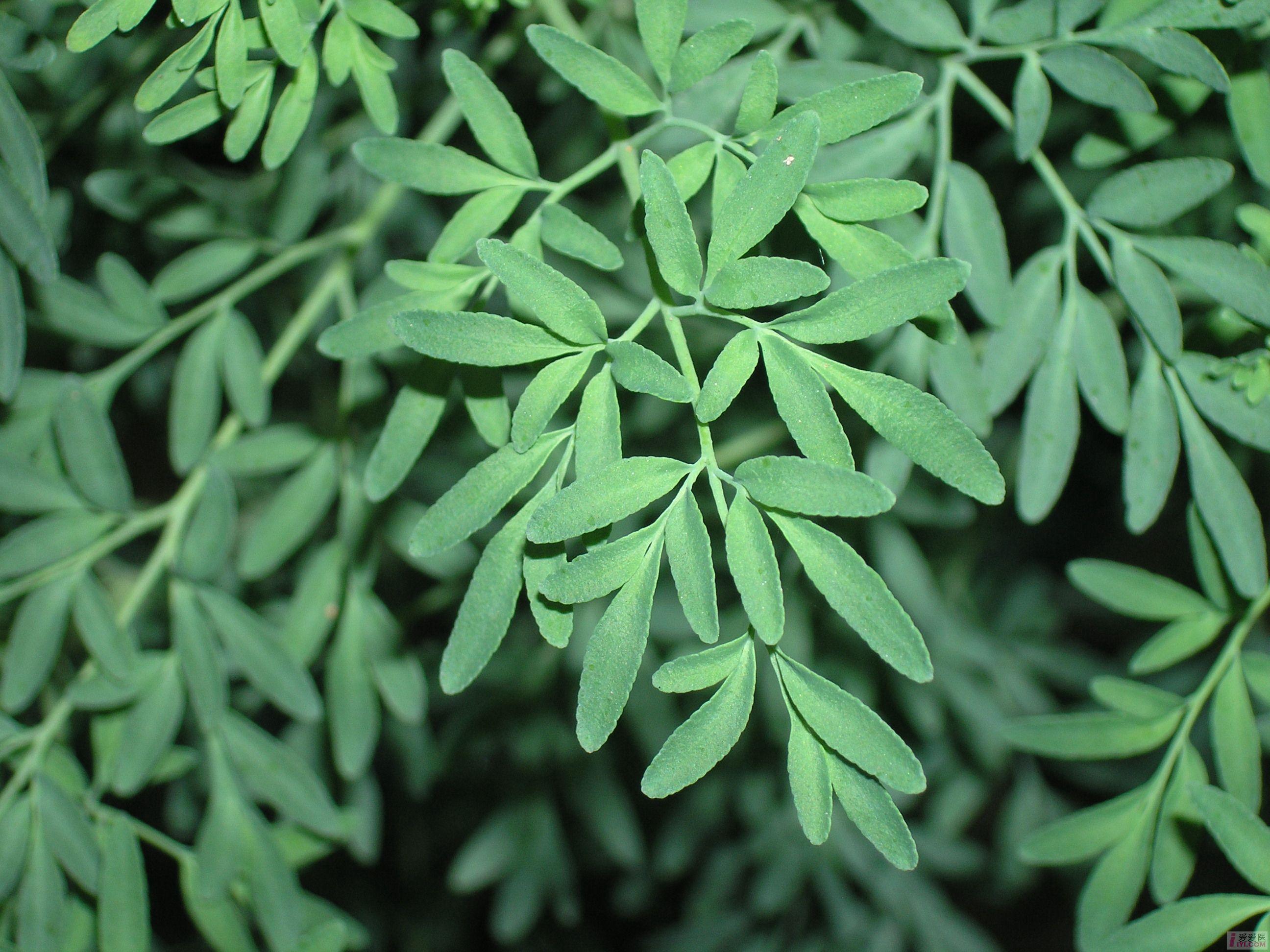 【贴图】我在学校药圃拍的中药图片 - 新手接待厅