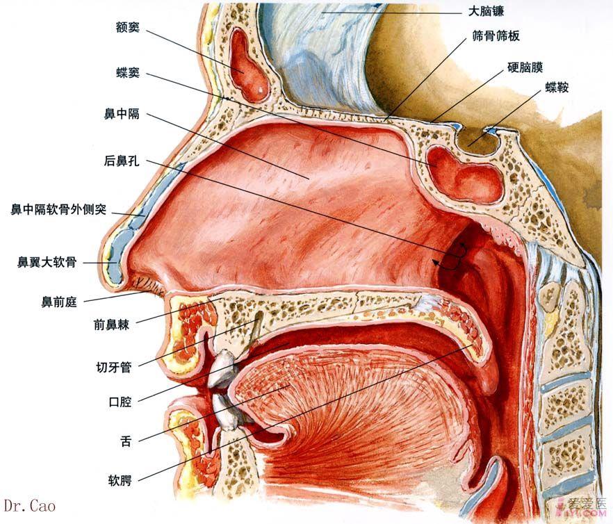 鼻部肌肉分布图图片
