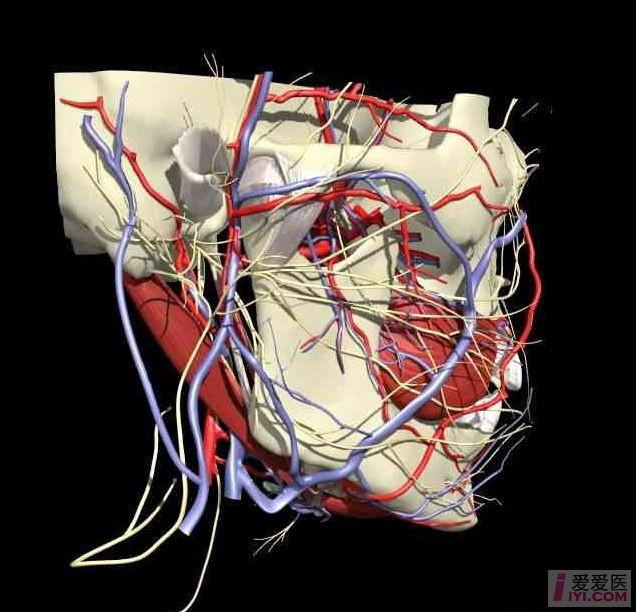 下颌骨神经血管分布图图片