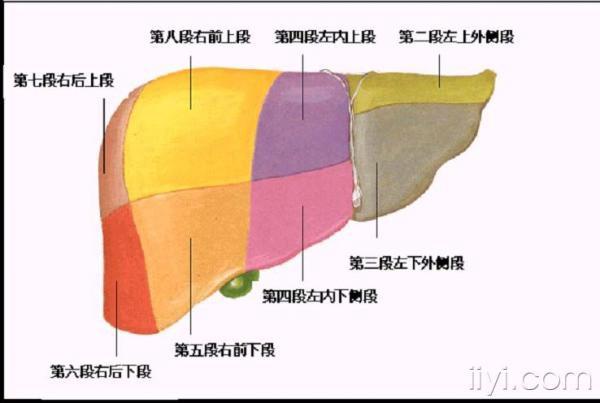 超声肝的分段解剖图片图片