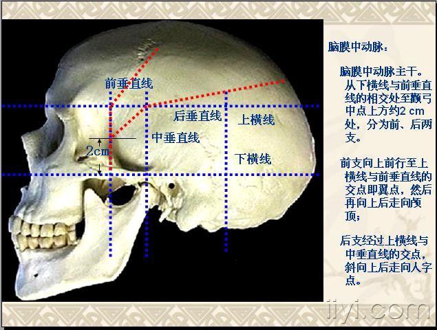 经颅磁m1区体表定位图片