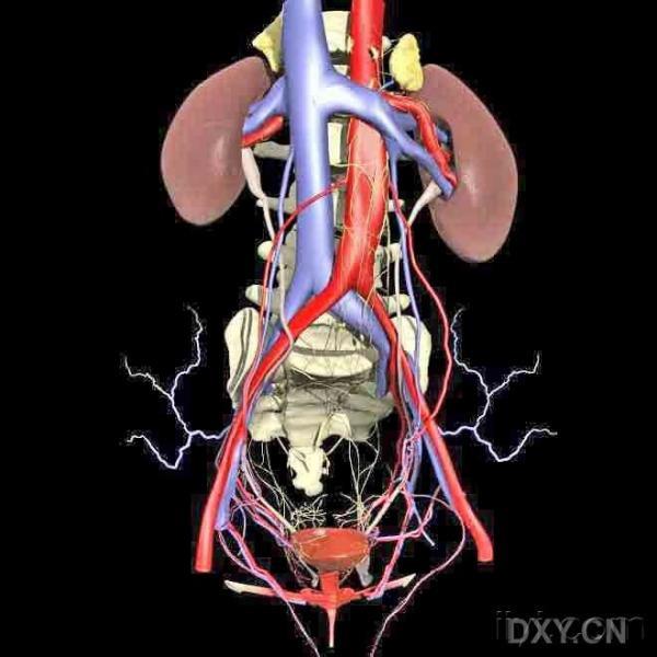 男性泌尿系统三维图图片