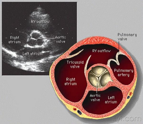 【讨论】主动脉瓣声像图 - 超声医学讨论版 - 爱爱医医学论坛 - 爱爱