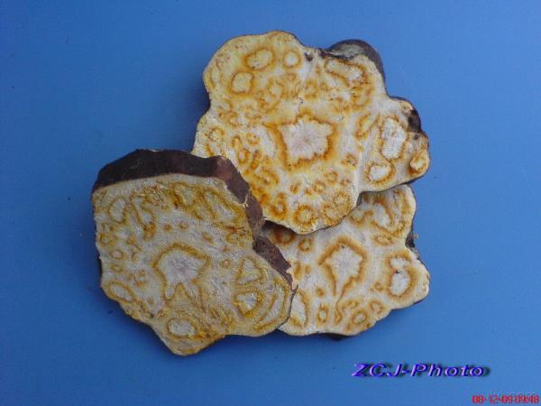 野生何首乌鲜药材横切图片[原创]