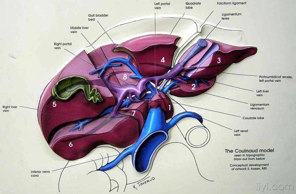 肝脏格林森鞘示意图图片