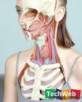 解剖过程 年轻图片