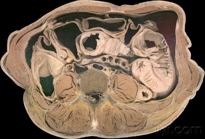 从头到下腹的断层解剖图片