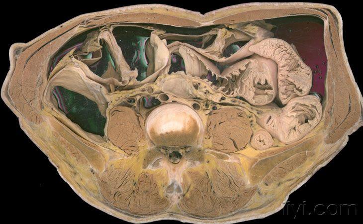 从头到下腹的断层解剖图片