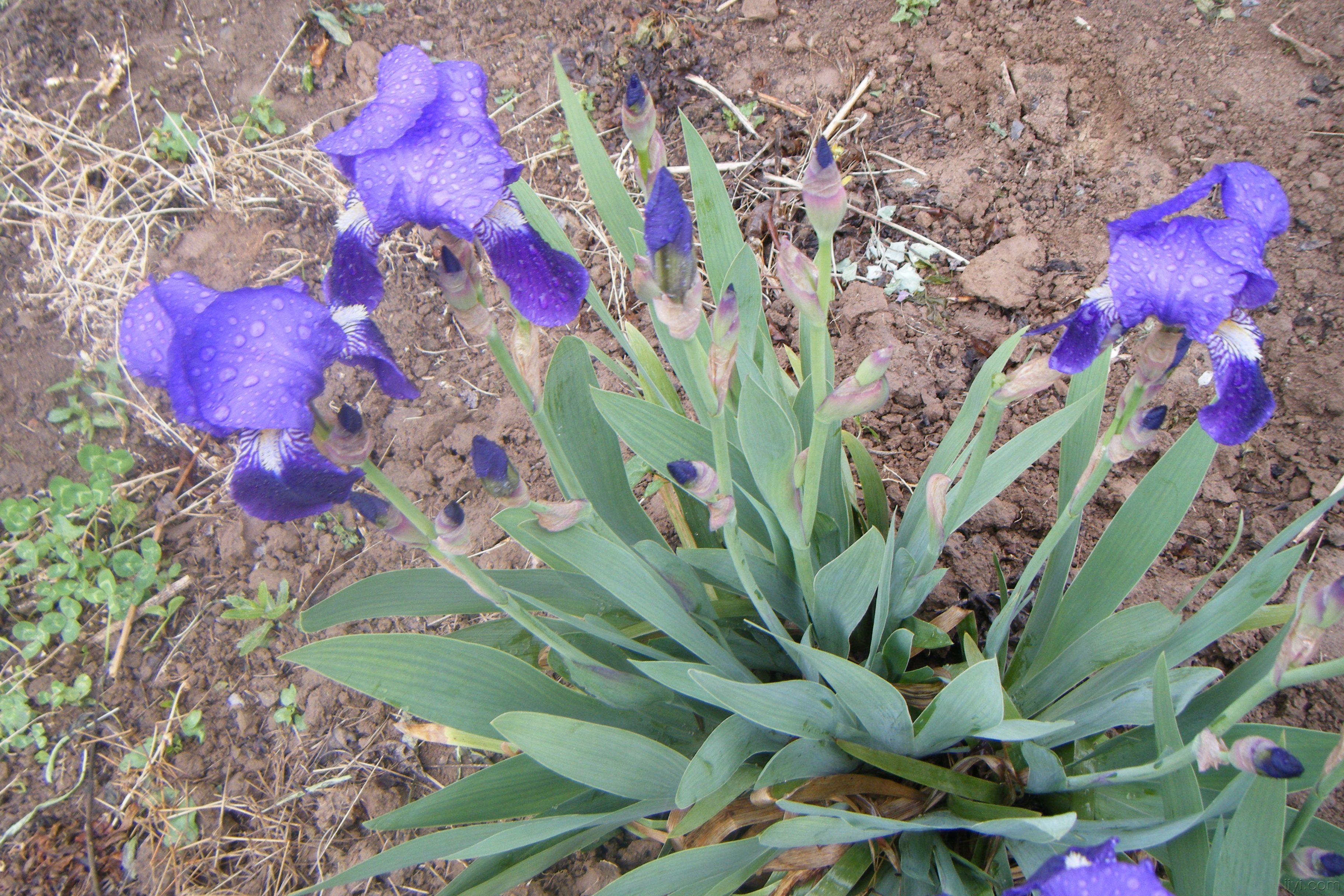 分享诊所里的马兰花