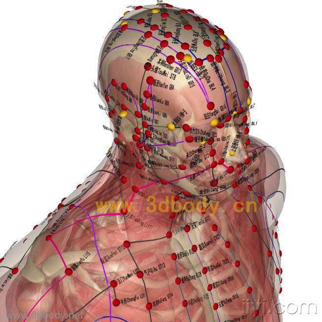 三维人体解剖,针灸穴位软件