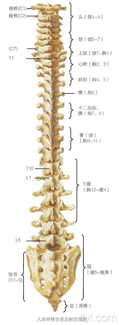 脊柱图解