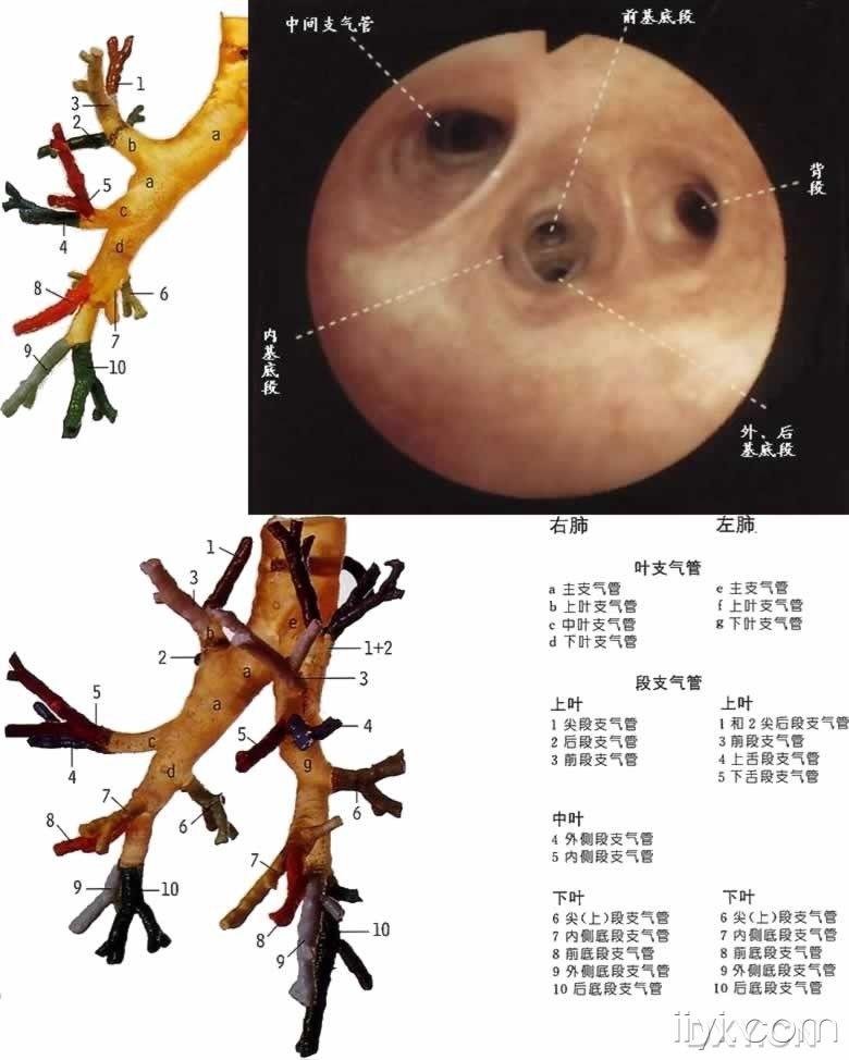 气管镜图谱分段图片