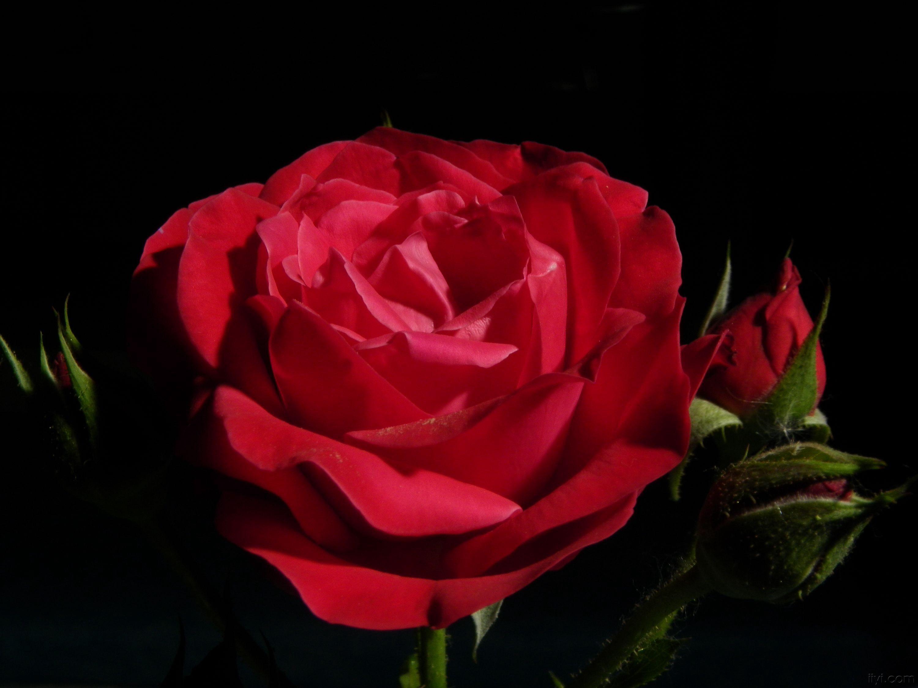 几种中草药图片!