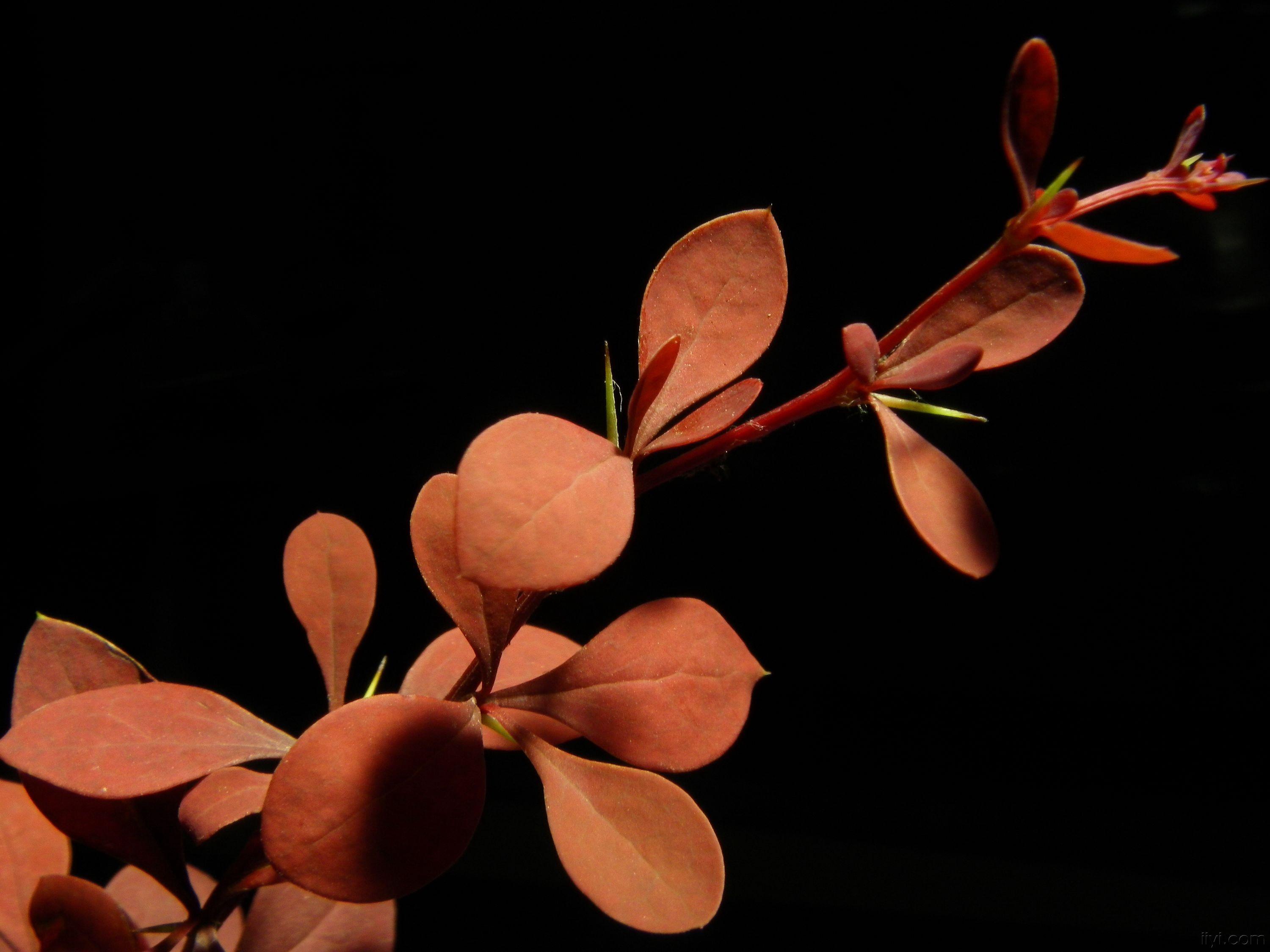 几种中草药图片!