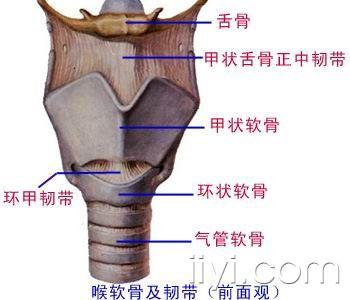 呼吸道—系统解剖(图文)