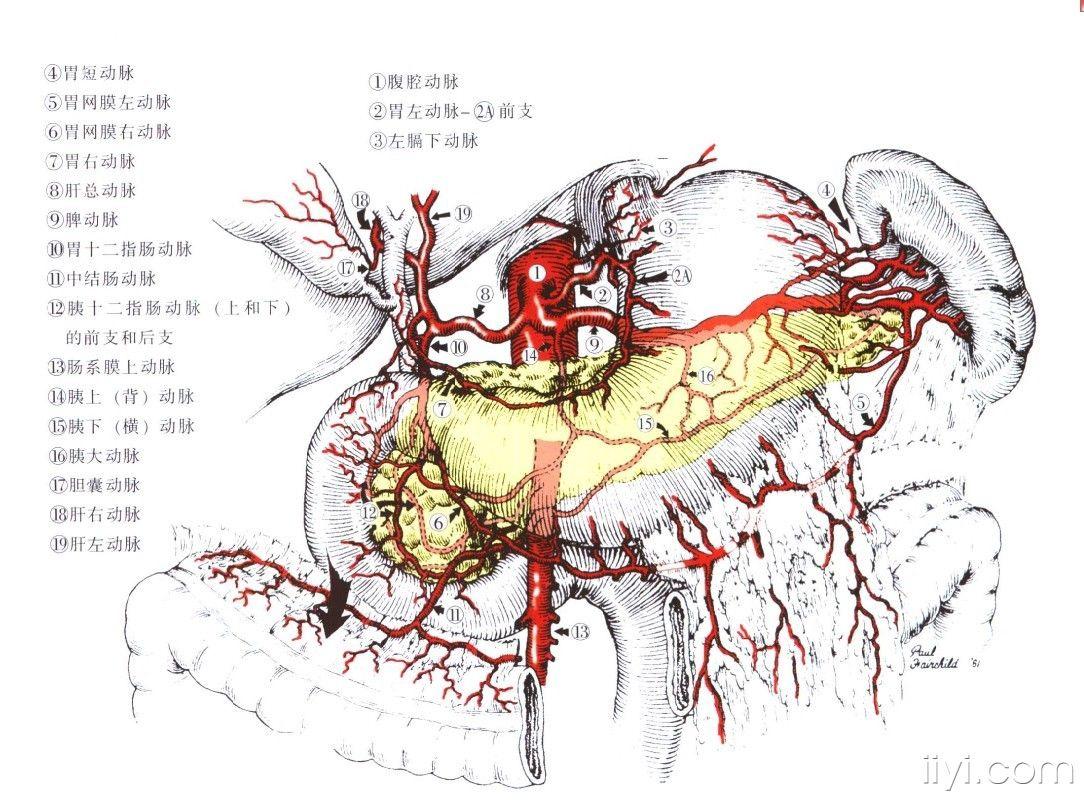 胃的血供解剖图图片