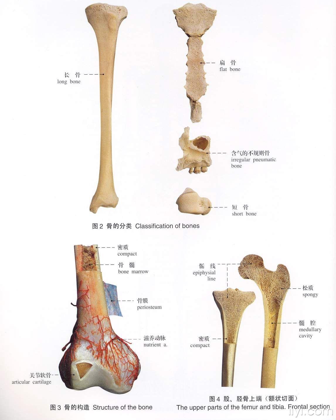 解剖图谱(标本)骨