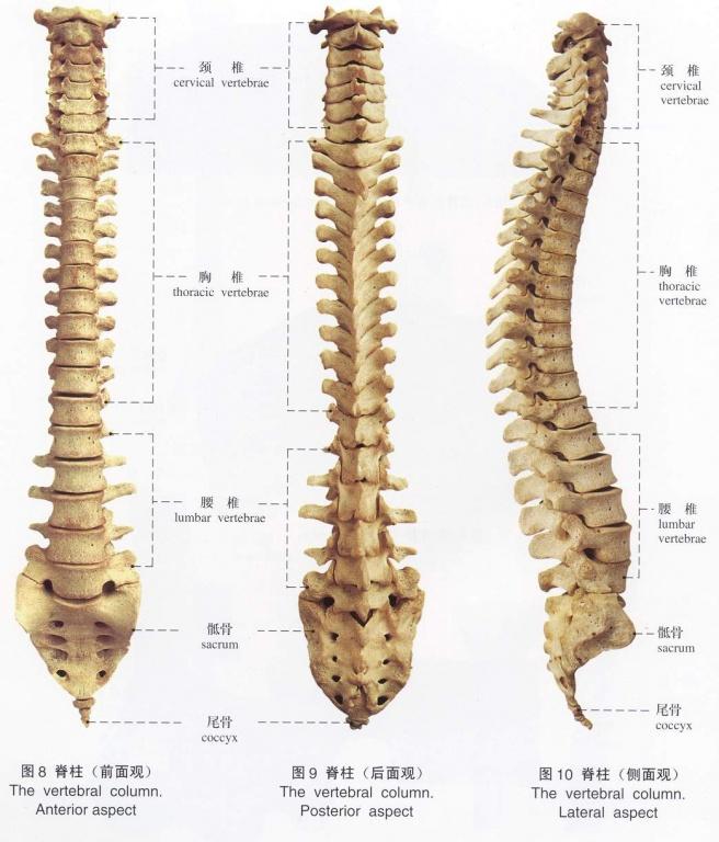 解剖图谱(标本)骨