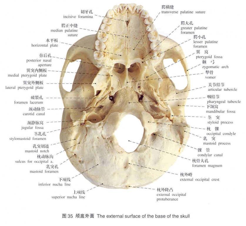 解剖图谱(标本)骨