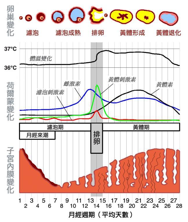 体温排卵期体温图_体温排卵期是多少度_排卵期体温是多少