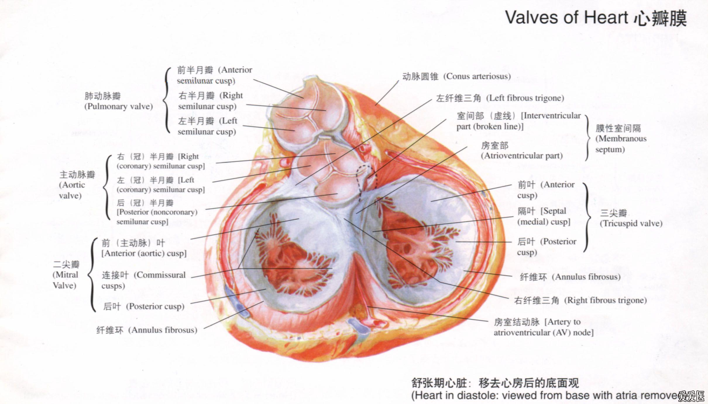 心脏解剖 - 本科教育与基础医学版