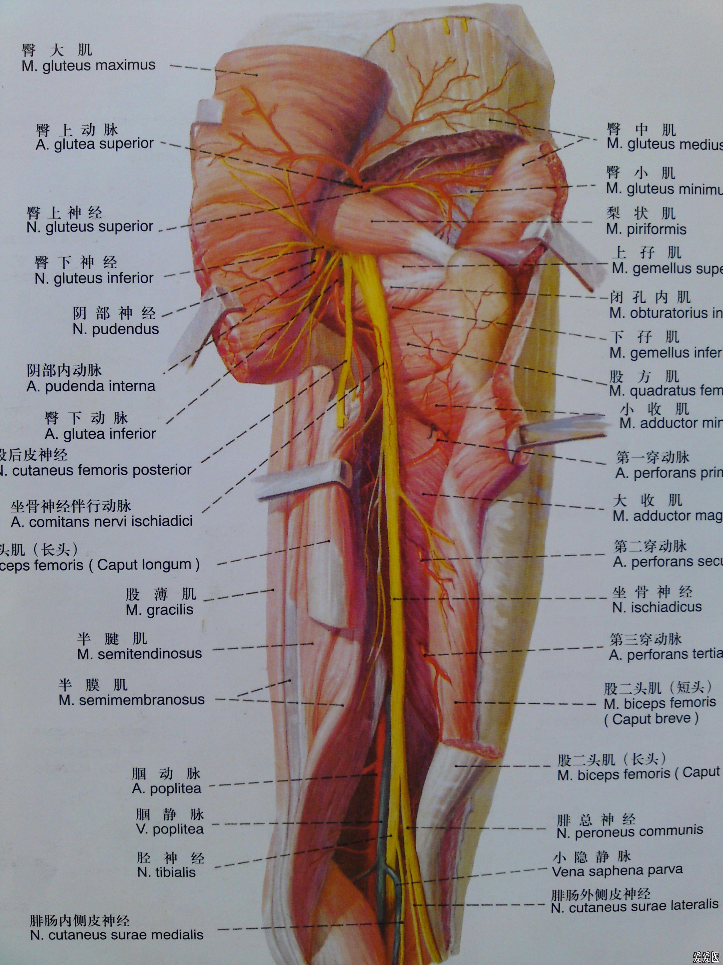 腓肠肌内侧头滑囊炎图片