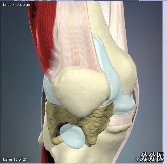 膝關節解剖圖片和動畫