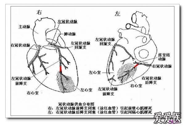 心脏前壁侧壁下壁图片