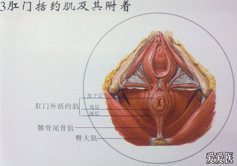 肛肠解剖挂图(自拍)