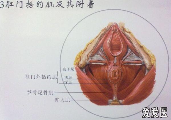 肛肠解剖挂图(自拍)