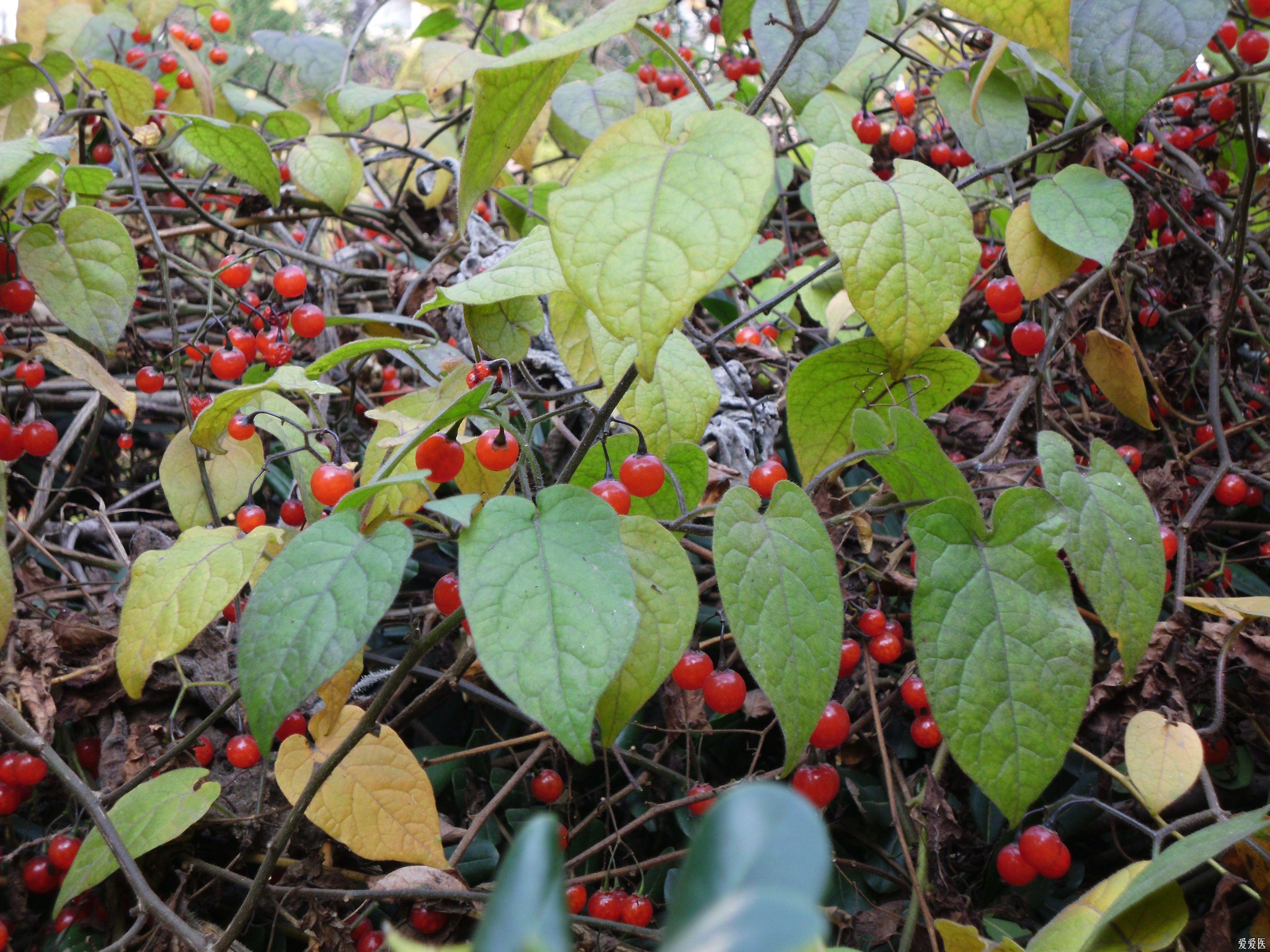 各位大師看看這種植物是藥材嗎?叫什麼名字?