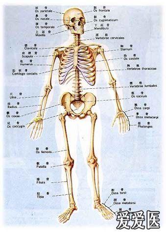 杜福辰的"筋膜"观