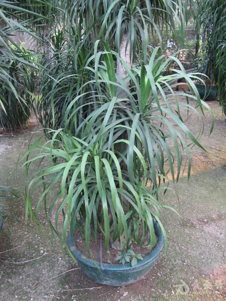 楼主zhangke6682012-10-08 22:41:24   麒麟血藤的流出来血脂就是麒麟