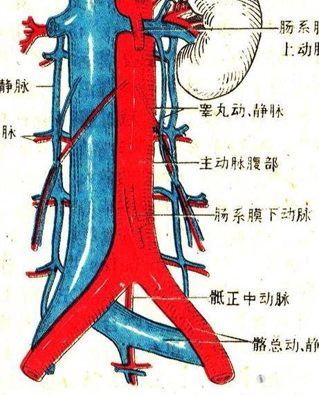 髂静脉血管解剖图图片