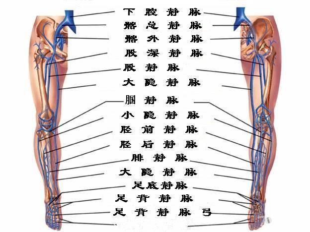 大隐静脉曲张解剖图图片