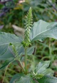 我们乡下的退烧药