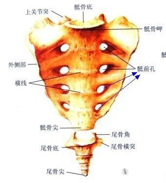 骶管裂孔体表定位图图片