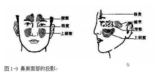 按其所在顱骨命名為額竇,篩竇,上頜及蝶竇,共四對