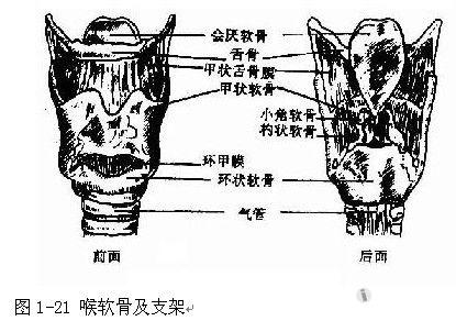 三个单一软骨╟甲状软骨,环状软骨和会厌软骨;三对成对软骨╟杓状软骨