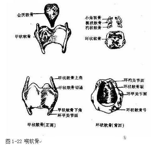 喉的支架由三個單一軟骨–甲狀軟骨,環狀軟骨和會厭軟骨;三對成對軟骨