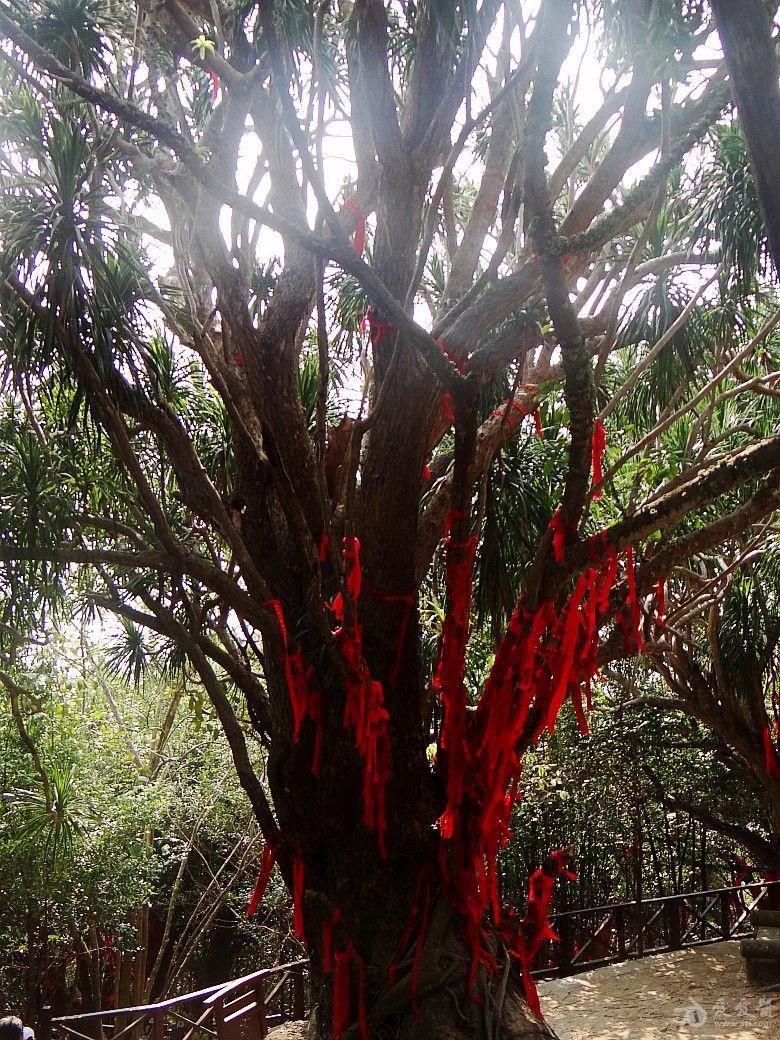 野生血榕树图片