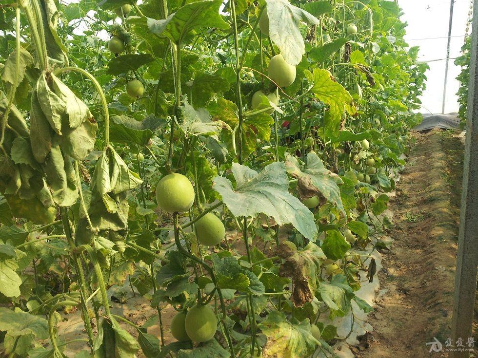 2014快乐分享——摘甜瓜