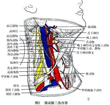 頸部解剖和經穴圖片集錦