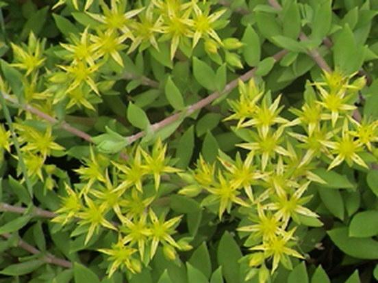 本人治疗带状疱疹经验分析