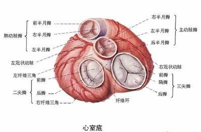 请教各心脏切面三尖瓣具体的瓣叶