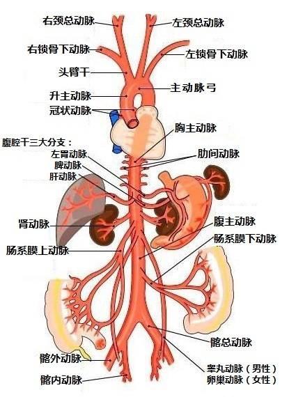 胸主动脉及其分支图图片