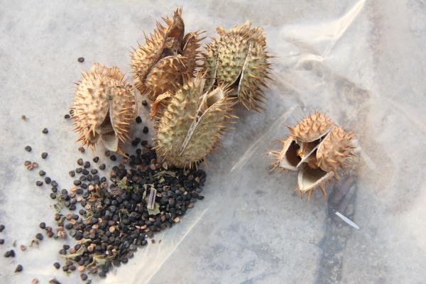 我采了几样中草药纯野生的,拿出来与大家分享一下:  一,洋金花种子